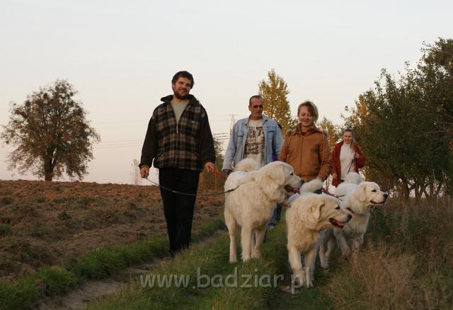 podhalani06450.jpg - Owczarek Podhalański - "Badziarkowy" spacerek w promieniach zachodzącego, jesiennego słońca