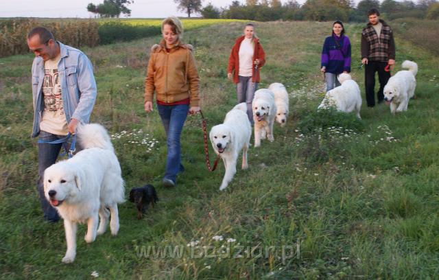 podhalani06463.jpg - Owczarek Podhalański - "Badziarkowy" spacerek w promieniach zachodzącego, jesiennego słońca - kolejno - John i Pitek, Ajszka(takie małe czarne :)) Agnieszka i Pixi, Basia i Surma, Iwona i Lawitka, Pers, Bartek i Beja