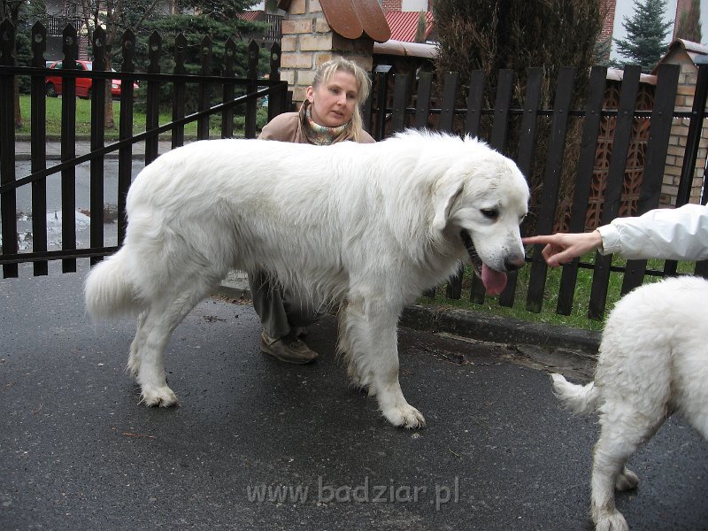 podhalan_0487.jpg - Owczarek podhalański - BASAŁYK BARI Badziar - ...by zobaczyć co z niego wyrosło.