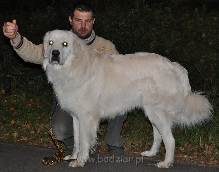 owczarekpodhalanski_3708.jpg - Owczarek Podhalański - CZARODZIEJ CLIFFORD Badziar (18 miesięcy)