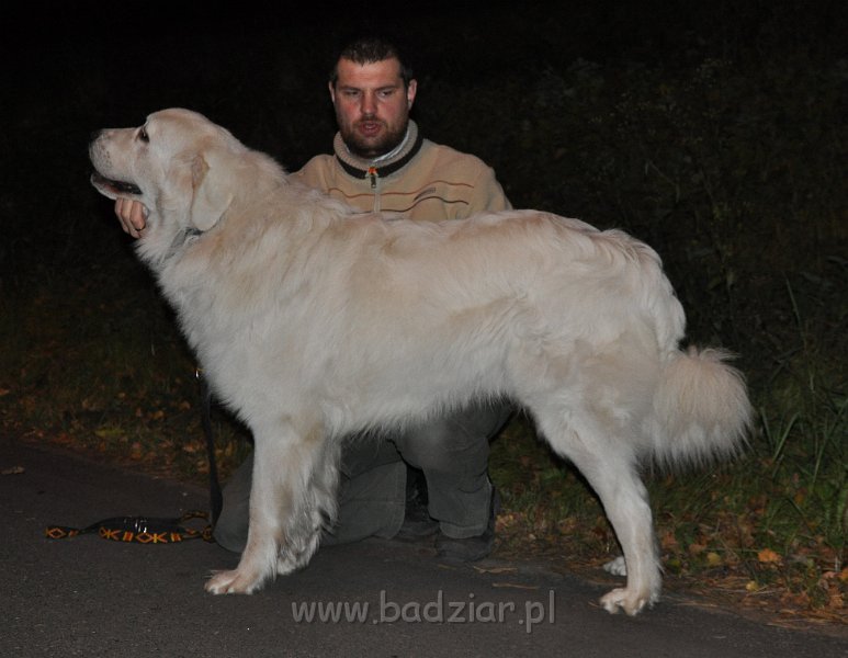 owczarekpodhalanski_3711.jpg - Owczarek Podhalański - CZARODZIEJ CLIFFORD Badziar (18 miesięcy)