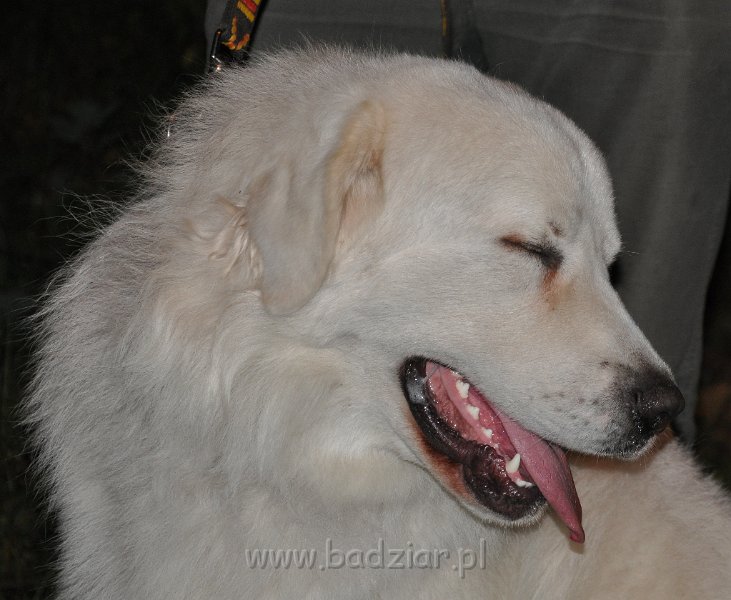 owczarekpodhalanski_3718.jpg - Owczarek Podhalański - CZARODZIEJ CLIFFORD Badziar (18 miesięcy)