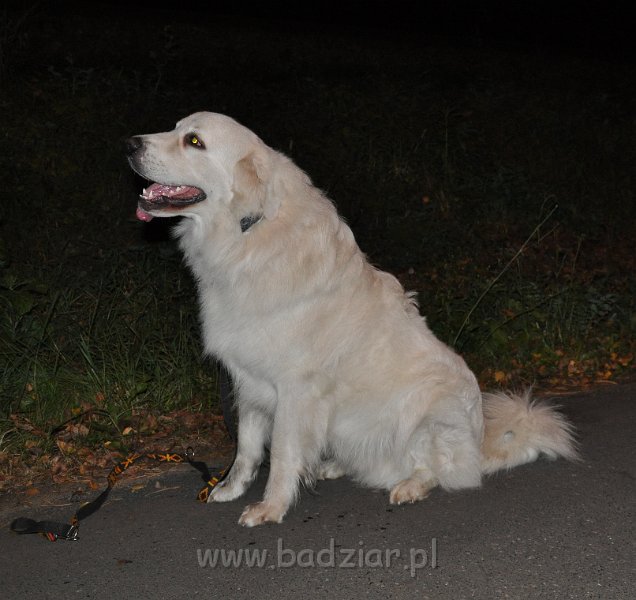 owczarekpodhalanski_3721.jpg - Owczarek Podhalański - CZARODZIEJ CLIFFORD Badziar (18 miesięcy)