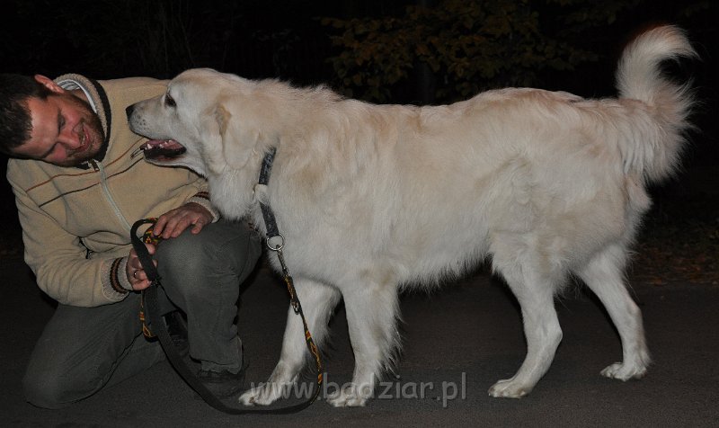 owczarekpodhalanski_3729.jpg - Owczarek Podhalański - CZARODZIEJ CLIFFORD Badziar (18 miesięcy)