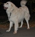owczarekpodhalanski_3727