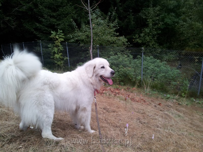 20131006_175447.jpg - Owczarek Podhalański - CZARODZIEJKA CZACZA Badziar (3,5 roku)