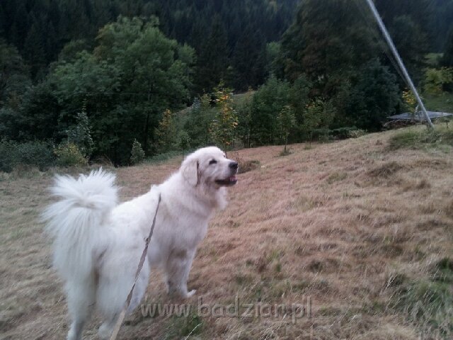 20131006_175735.jpg - Owczarek Podhalański - CZARODZIEJKA CZACZA Badziar (3,5 roku)