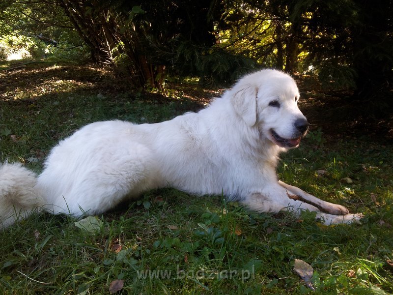 20131018_102923.jpg - Owczarek Podhalański - CZARODZIEJKA CZACZA Badziar (3,5 roku)