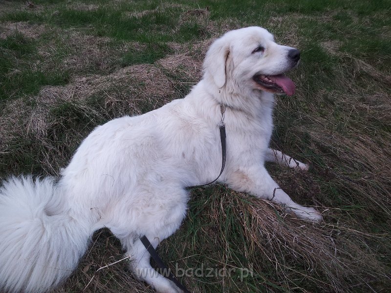 20131101_155831.jpg - Owczarek Podhalański - CZARODZIEJKA CZACZA Badziar (3,5 roku)