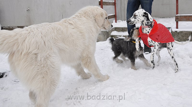 owczarek-podhalanski-8766.jpg - Owczarek Podhalański - CZARODZIEJKA CZACZA Badziar (2,5 roku)