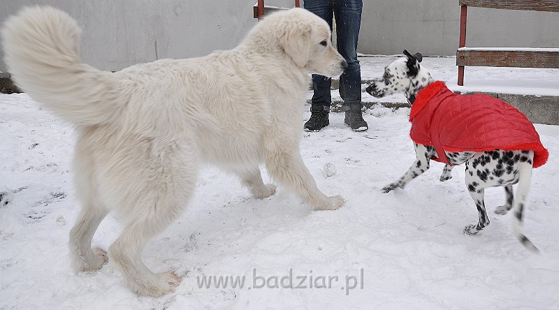owczarek-podhalanski-8769.jpg - Owczarek Podhalański - CZARODZIEJKA CZACZA Badziar (2,5 roku)