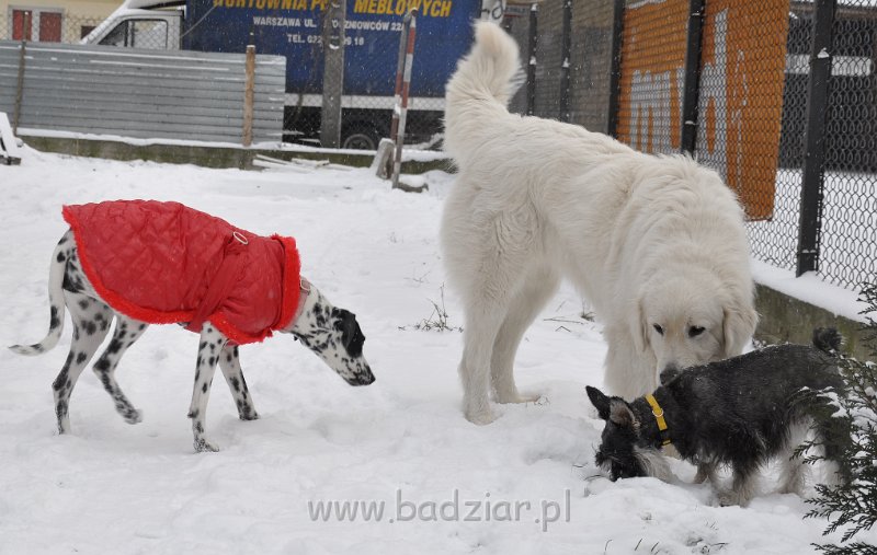owczarek-podhalanski-8771.jpg - Owczarek Podhalański - CZARODZIEJKA CZACZA Badziar (2,5 roku)