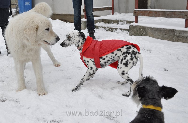 owczarek-podhalanski-8773.jpg - Owczarek Podhalański - CZARODZIEJKA CZACZA Badziar (2,5 roku)