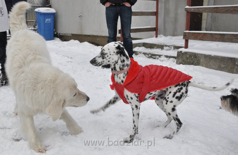 owczarek-podhalanski-8774.jpg - Owczarek Podhalański - CZARODZIEJKA CZACZA Badziar (2,5 roku)