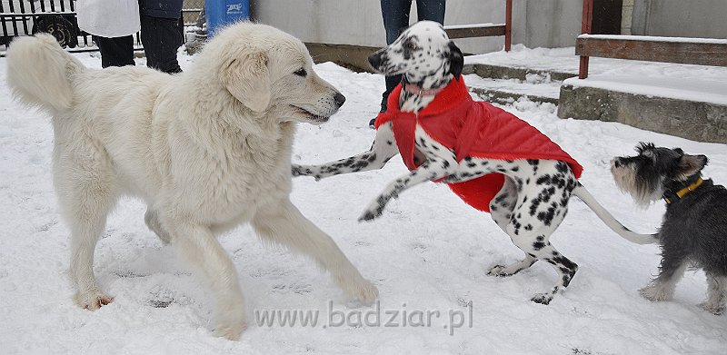owczarek-podhalanski-8775.jpg - Owczarek Podhalański - CZARODZIEJKA CZACZA Badziar (2,5 roku)