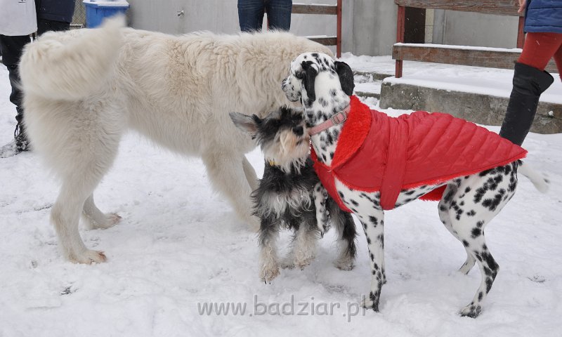 owczarek-podhalanski-8778.jpg - Owczarek Podhalański - CZARODZIEJKA CZACZA Badziar (2,5 roku)