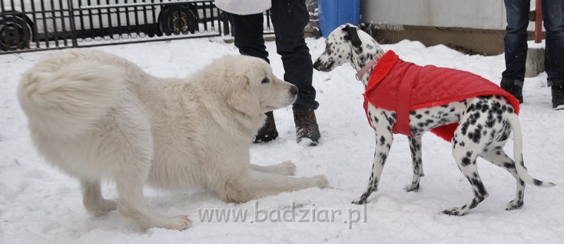 owczarek-podhalanski-8779.jpg - Owczarek Podhalański - CZARODZIEJKA CZACZA Badziar (2,5 roku)