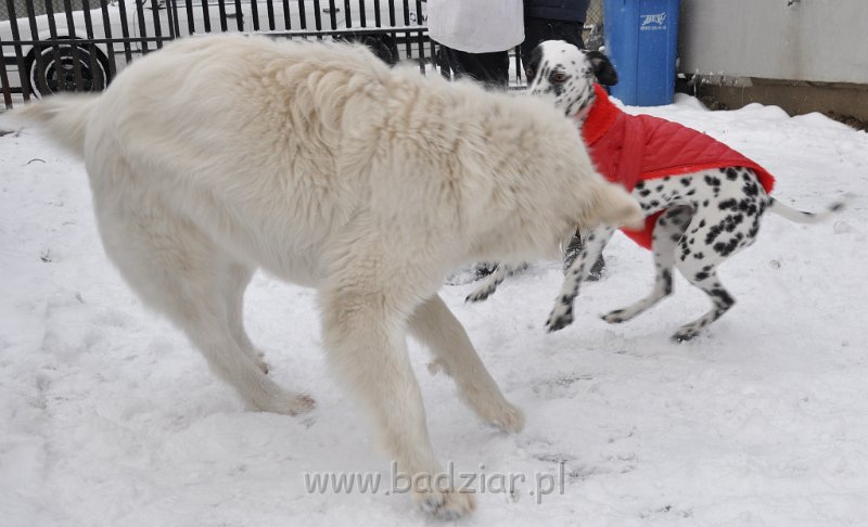 owczarek-podhalanski-8780.jpg - Owczarek Podhalański - CZARODZIEJKA CZACZA Badziar (2,5 roku)