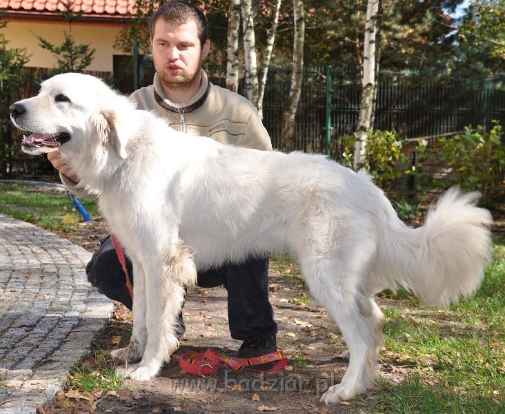 owczarek-podhalanski-_8247.jpg - Owczarek Podhalański - CZARODZIEJKA CZACZA Badziar (2,5 roku)