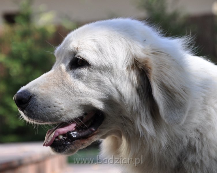 owczarek-podhalanski-_8257.jpg - Owczarek Podhalański - CZARODZIEJKA CZACZA Badziar (2,5 roku)