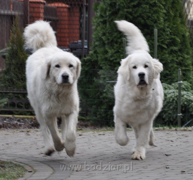 owczarek-podhalanski-_8527.jpg - Owczarek Podhalański - od lewej: CZARODZIEJKA CZACZA Badziar (2,5 roku), OKRUSZEK OZ Artorius