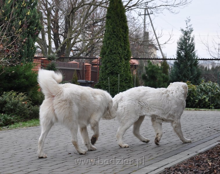 owczarek-podhalanski-_8532.jpg - Owczarek Podhalański - od lewej: CZARODZIEJKA CZACZA Badziar (2,5 roku), OKRUSZEK OZ Artorius