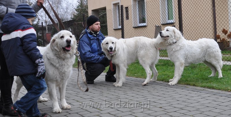 owczarek-podhalanski-_8545.jpg - Owczarek Podhalański - od lewej: PRZEKORNA PROXIMA Badziar, CZARODZIEJKA CZACZA Badziar (2,5 roku), OKRUSZEK OZ Artorius
