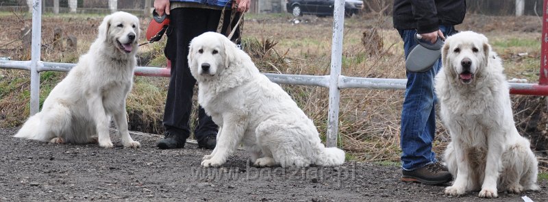 owczarek-podhalanski-_8553.jpg - Owczarek Podhalański - od lewej: CZARODZIEJKA CZACZA Badziar (2,5 roku), OKRUSZEK OZ Artorius, PRZEKORNA PROXIMA Badziar