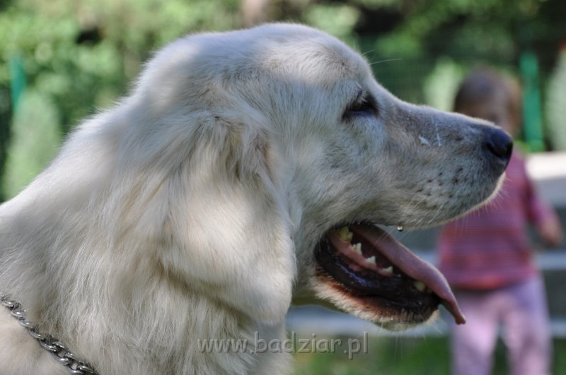 owczarekpodhalanski_3095.jpg - Owczarek Podhalański - CZARODZIEJKA CZACZA Badziar (16 miesięcy)