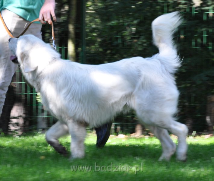 owczarekpodhalanski_3098.jpg - Owczarek Podhalański - CZARODZIEJKA CZACZA Badziar (16 miesięcy)