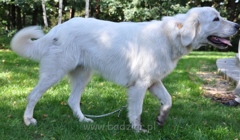 owczarekpodhalanski_3107.jpg - Owczarek Podhalański - CZARODZIEJKA CZACZA Badziar (16 miesięcy)