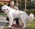 owczarek-podhalanski-_8247