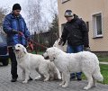 owczarek-podhalanski-_8539