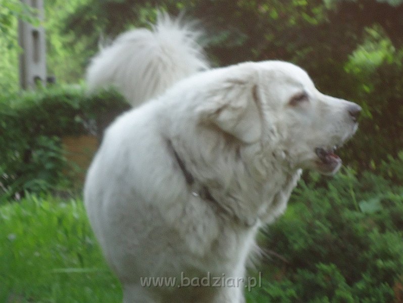 owczarek-podhalanski-03432.jpg - Owczarek Podhalański - FANTASTA FERMIN Badziar (1 rok)
