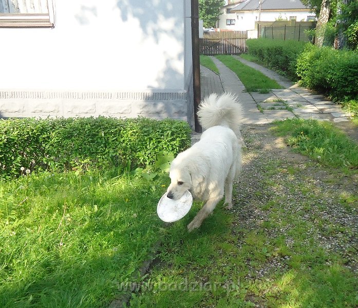 owczarek-podhalanski-03475.jpg - Owczarek Podhalański - FANTASTA FERMIN Badziar (1 rok)