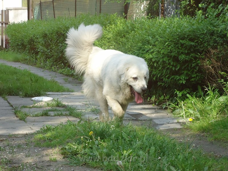 owczarek-podhalanski-03476.jpg - Owczarek Podhalański - FANTASTA FERMIN Badziar (1 rok)