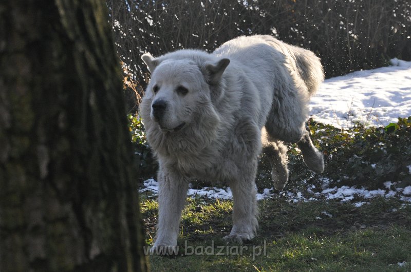 owczarek-podhalanski_4648.jpg - Owczarek Podhalański - FANTASTA FERMIN Badziar (1 rok 9 miesięcy)