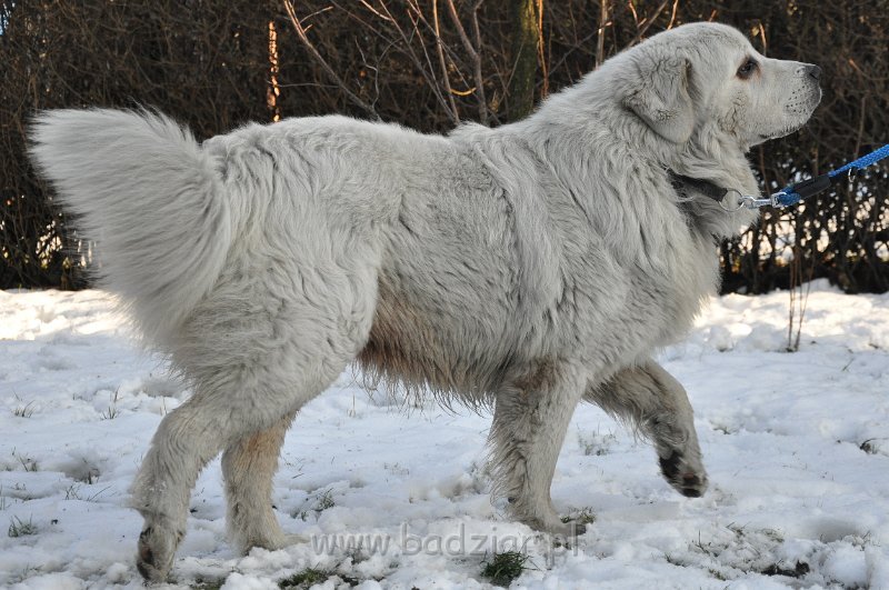 owczarek-podhalanski_4666.jpg - Owczarek Podhalański - FANTASTA FERMIN Badziar (1 rok 9 miesięcy)