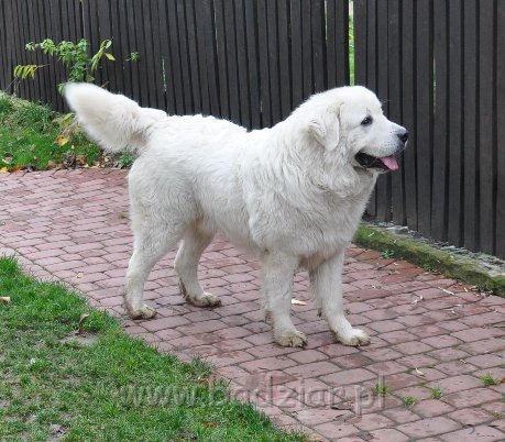 owczarek-podhalanski-3373.jpg - Owczarek podhalański - FARCIARZ FUMO Badziar (1,5 roku)