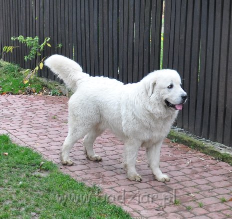 owczarek-podhalanski-3376.jpg - Owczarek podhalański - FARCIARZ FUMO Badziar (1,5 roku)