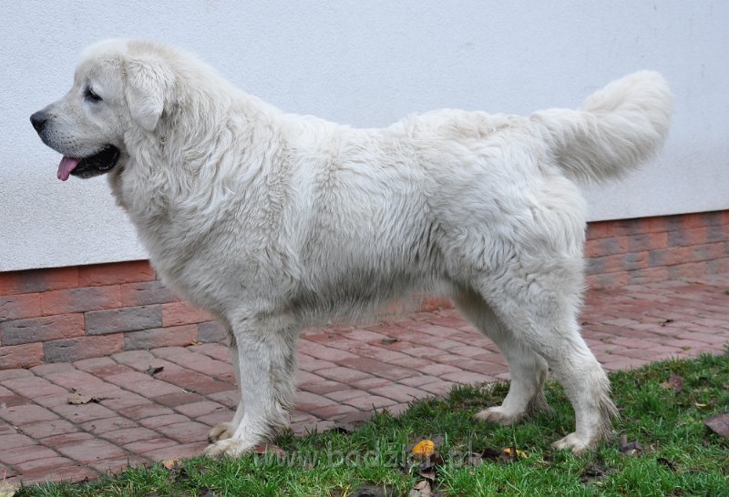 owczarek-podhalanski-3397.jpg - Owczarek podhalański - FARCIARZ FUMO Badziar (1,5 roku)