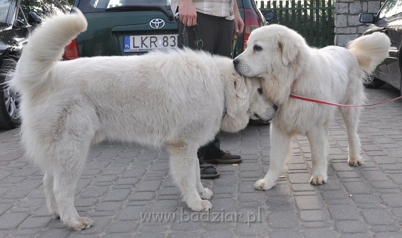 owczarek-podhalanski-1599.jpg - Owczarek podhalański - od lewej: FAWORYT FABI Badziar, FLIRCIARZ FOLK Badziar