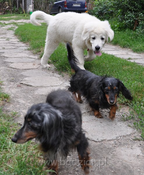 owczarek-podhalanski-7745.jpg - Owczarek podhalański - FAWORYT FABI Badziar (3 miesiące) i jamniczki: od lewej: TIPSY z Końskiego Raju (14 lat) i AJSZA Basell