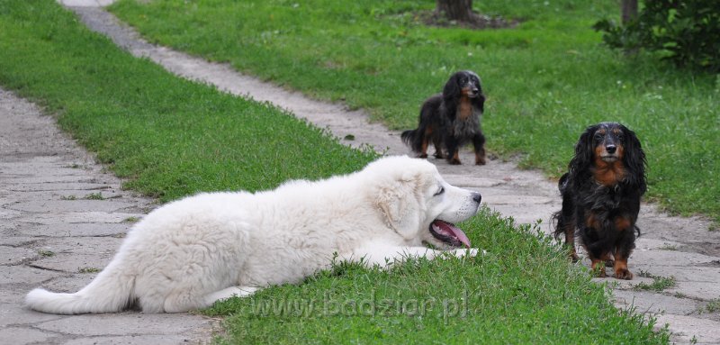 owczarek-podhalanski-7756.jpg - Owczarek podhalański - FAWORYT FABI Badziar (3 miesiące) i jamniczki: od lewej: TIPSY z Końskiego Raju (14 lat) i AJSZA Basell
