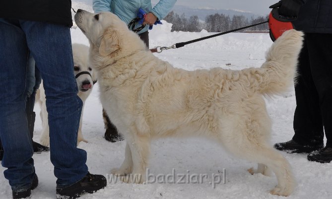 owczarek-podhalanski-8890.jpg - Owczarek podhalański - od lewej: FAWORYT FABI Badziar (9 miesiący) i UROCZYCHA UMBRA Badziar
