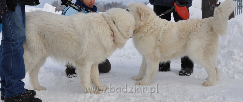 owczarek-podhalanski-8894.jpg - Owczarek podhalański - od lewej: FAWORYT FABI Badziar (9 miesiący) i UROCZYCHA UMBRA Badziar