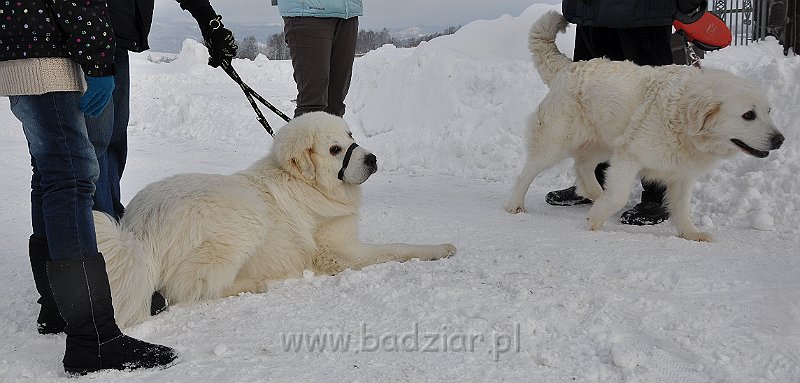 owczarek-podhalanski-8900.jpg - Owczarek podhalański - od lewej: FAWORYT FABI Badziar (9 miesiący) i UROCZYCHA UMBRA Badziar