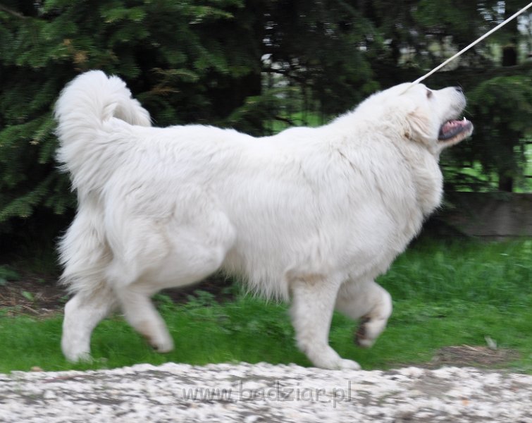 owczarek-podhalanski-9909.jpg - Owczarek podhalański - FAWORYT FABI Badziar (1 rok)