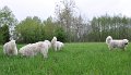 owczarek-podhalanski-9956
