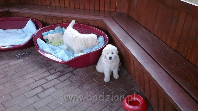 2012-06-25-022.jpg - Owczarek Podhalański - FAWORYTA FAMA Badziar i FIGLARKA FORGA Badziar (8 tygodni)